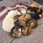 En menos de un día, 871 personas se postularon para adoptar mascotas rescatadas de la Feria 16 de Julio El Alto
